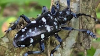 馬庫白星天牛 Longhorned beetle [upl. by Summons]