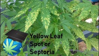 How To Identify amp Prevent Leaf Spot Disease or Leaf Septoria  Cannabis Plants [upl. by Nicko]