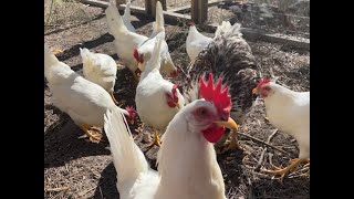 White Leghorn Hens FEEDING FRENZY [upl. by Coppinger]