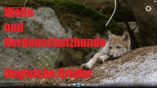 Wölfe und Herdenschutzhunde  Ungleiche Brüder [upl. by Gariepy]