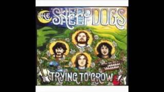 the Sheepdogs Greedy Man [upl. by Maddi]