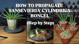 HOW TO PROPAGATE SANSEVIERIA CYLINDRICA BONCELSTEP BY STEPGUIDE FOR BEGINNERS [upl. by Baillieu]