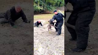 🏆Police Dog Training‼️DOGTRAININGNG Ukraine 2024 [upl. by Felicio]