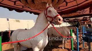 Rajasthani traders put their horses on display at Pushkar camel fair Rajasthan [upl. by Vanderhoek]