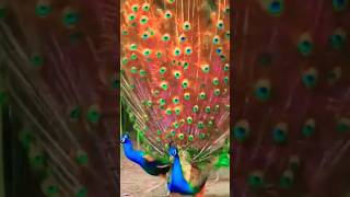 Amazing Peacock dance peacock naturelovers nature video shortvideo [upl. by Ardnasal]