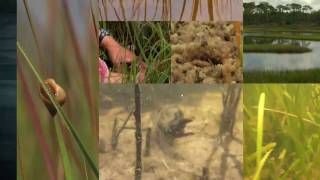 2010 Review of the Salt Marsh Biodiversity Study In the Grass [upl. by Porcia]