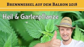 Brennnessel anbauen 👍 Garten amp Heilpflanze auf dem Balkon ✅ [upl. by Ymor406]