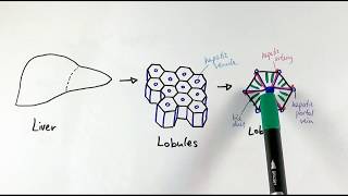 A2 Biology  The liver OCR A Chapter 154 [upl. by Cahan]