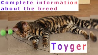 Toyger Pros and Cons Price How to choose Facts Care History [upl. by Yojenitsirk]