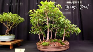 The KW Bonsai Fall Show and Sale The Bonsai Zone Sept 2024 [upl. by Leontina]