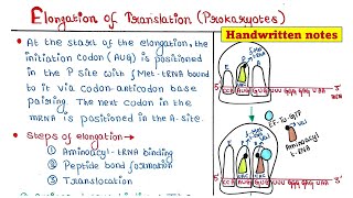 Translation in Prokaryotes  Elongation [upl. by Atwood]