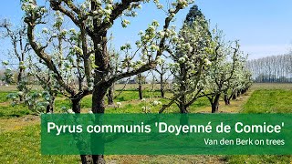 Pyrus communis Doyenné de Comice  Van den Berk on Trees [upl. by Edra]