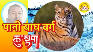 पानी बाघ 🐅 water tiger वर्षको मान्छे कस्तो हुन्छ rumtekkarmaekhenpo zodiac rinpoche astrology [upl. by Rosalba]