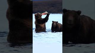 सेलमन मछलियों के सबसे बड़े दुश्मन भालू  Grizzly bears catching salmon bear shorts [upl. by Greysun]