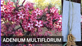 Rare Varieties of Adenium Multiflorum  A Closer Look at its Unique Caudex SOLDOUT [upl. by Niowtna]