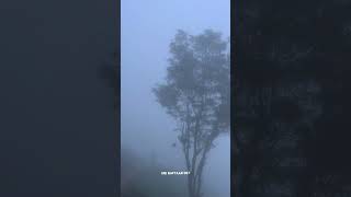 darjeelingteagarden darjeeling kurseong lamahatta dawaipani siliguri kolkata mousam foggy [upl. by Yablon]