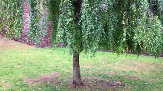 Weeping birch Betula pendula Youngii  trunk amp leaves  July 2018 [upl. by Annodam]