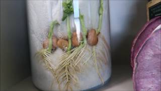 Geotropism  Plants Defying Gravity [upl. by Donnie]