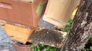 Bienen vereinigen mit Bienenmasse ohne Königinnenpheromone [upl. by Nessah520]