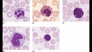 الحلقة الخامسة من سلسلة الفحوصات الطبية  كريات الدم البيضاء وحيدة الخلية Monocytes [upl. by Joanne]