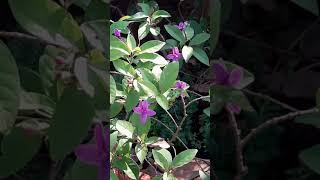 Pseuderanthemum laxiflora Shooting star Beautiful garden plant with star shaped lavender flowers [upl. by Darryn]