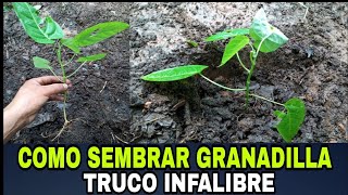 COMO SEMBRAR GRANADILLA A CAMPO DEFINITIVO  SIEMBA DIRECTA SIN PLANTÓN  tips garantizado [upl. by Phillipp]