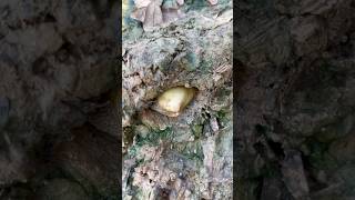 Unpredictable pearls in clam found bushcraft pearl clam [upl. by Faythe]