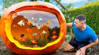 I Turned A Pumpkin Into A Fish Aquarium [upl. by Allicirp372]