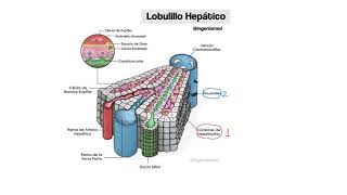 El lobulillo hepático [upl. by Eenobe]