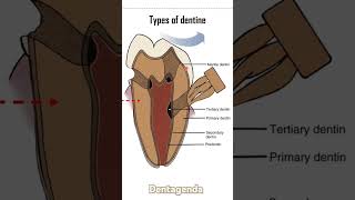 Dentine types [upl. by Hseham]