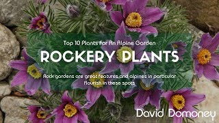 Top 10 Rockery Plants For Alpine Gardens [upl. by Nitsugua]