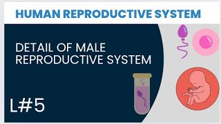 Male reproductive system detail book biology [upl. by Haisoj]