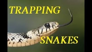 TRAPPING SNAKES AROUND THE HOME [upl. by Konyn]