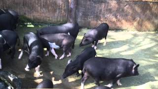 Pig Farm at Dannok Thailand [upl. by Aramo440]