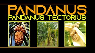 INFORMATION 62  PANDANUS PANDANUS TECTORIUS [upl. by Hercules]