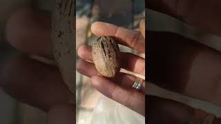 Ganto pala ang puno ng Pecan nuts😍😍😍 [upl. by Widera]