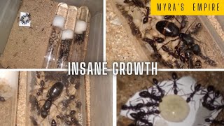 An update on my camponotus compressus colony [upl. by Annaoy539]