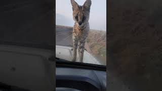 Adorable serval cat mesmerized by vehicle windscreen africansafari servalcats serengeti [upl. by Erdnassak799]