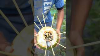 Bushcraft Skills Simple and Very Useful Coconut Fish Trap survival camping outdoor bushcraft [upl. by Solnit314]