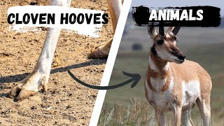 Animals with Cloven Hooves  Cloven Hoofed Animals [upl. by Partan]