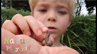 Nature Play Kids Playing with a snail  touching a snail  snail coming out of shell [upl. by Jacobine979]