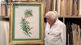 Dr Shirley Sherwood presents Crown Imperial Fritillaria imperialis by Rory McEwen [upl. by Eilyah]