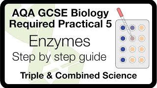 AQA GCSE Required Practical Enzymes  Method Analysis amp ExamStyle Questions [upl. by Ysor]