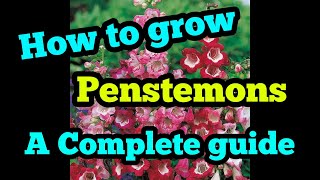 How to grow penstemons a complete guide [upl. by Jann]