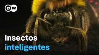 La asombrosa inteligencia de los abejorros las avispas y otros insectos  DW Documental [upl. by Tildi]