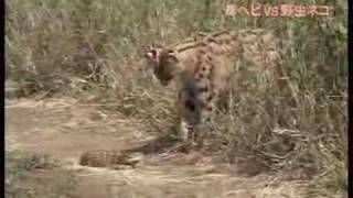 Serval vs Poisonous Snake [upl. by Aubreir]