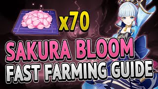 Sakura Bloom 70 Locations FAST FARMING ROUTE  Genshin Impact 20 [upl. by Elehcin]