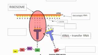 Transcription and Translation Part 3  Central Dogma Continued IB Biology [upl. by Zeta]