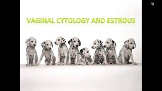 Canine Estrous Cycle Veterinary Technician Education [upl. by Rexanna]