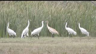 Whooping Cranes at Lamar TX [upl. by Milton734]